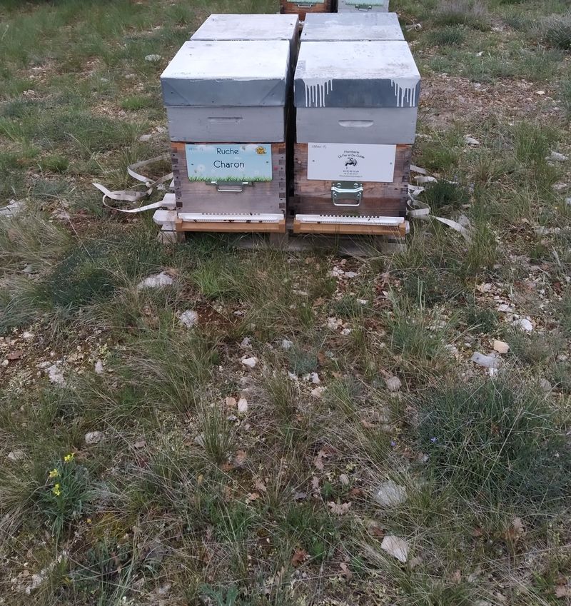 La ruche Charon