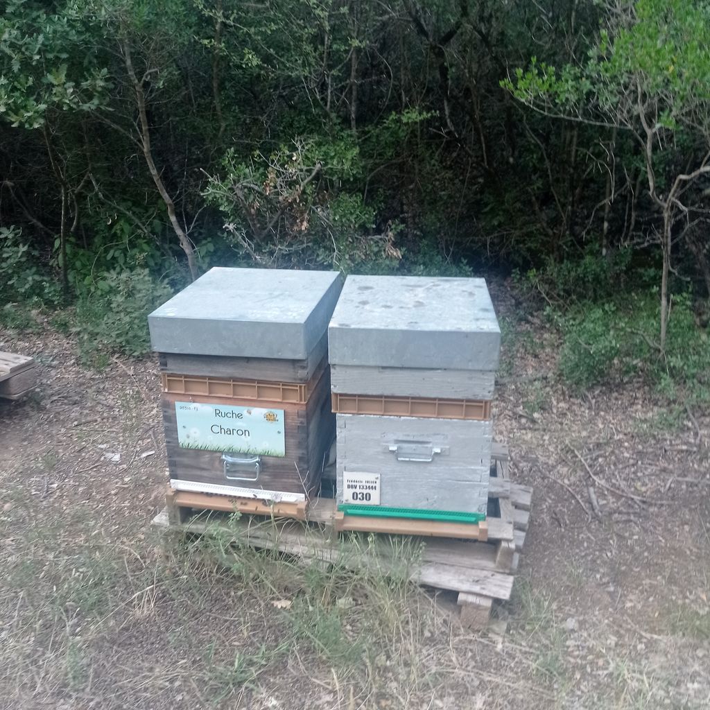 La ruche Charon