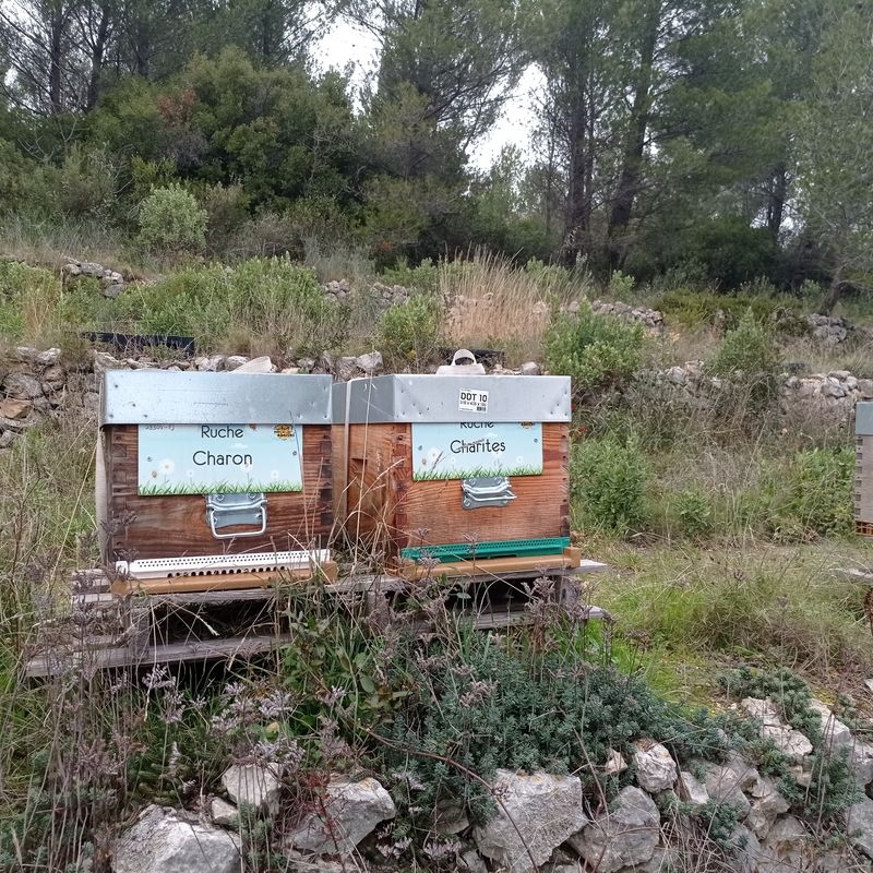 La ruche Charon