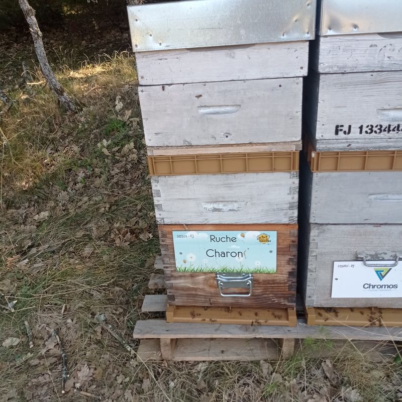 La ruche Charon