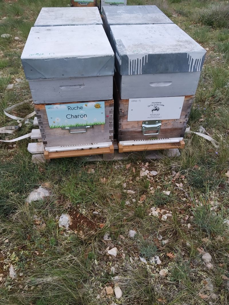 La ruche Charon
