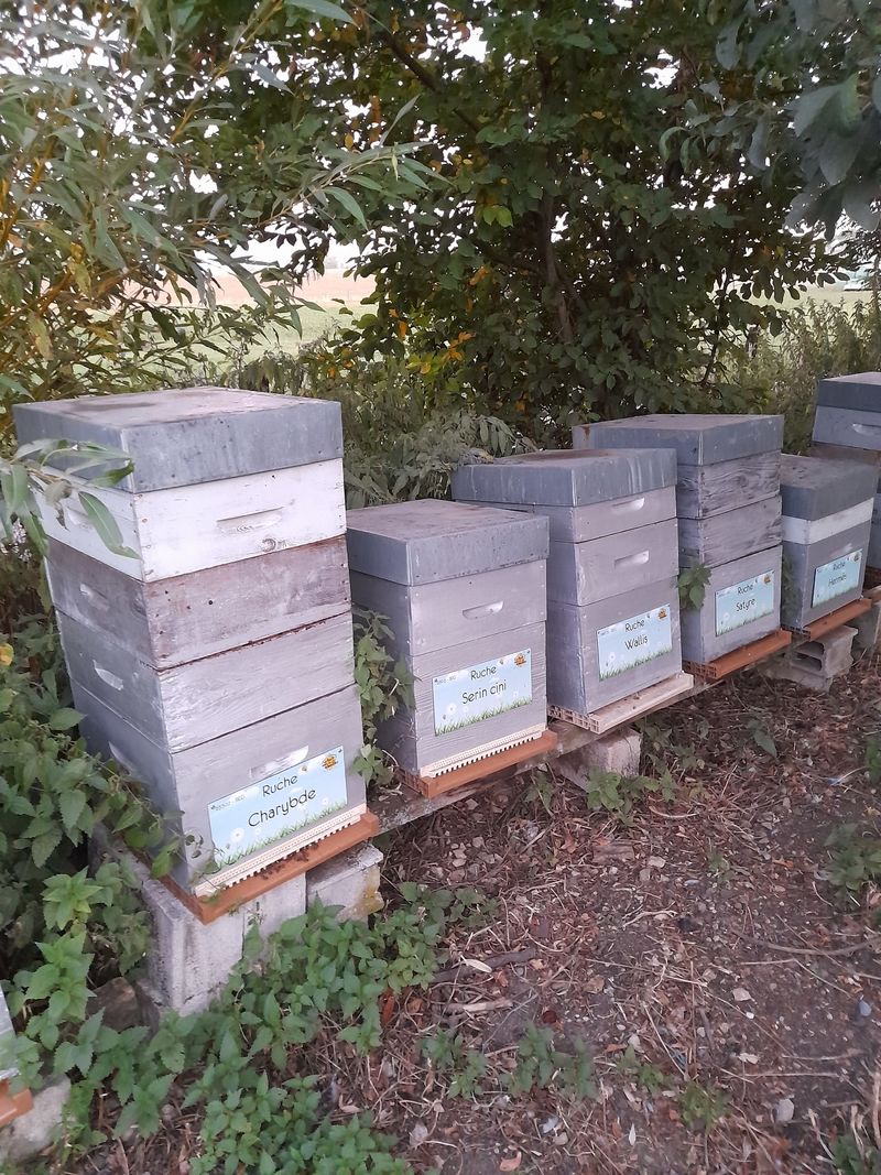 La ruche Charybde