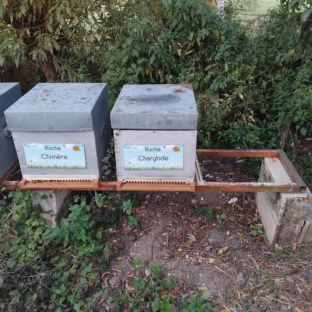 La ruche Charybde