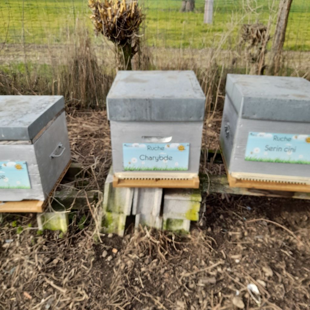 La ruche Charybde