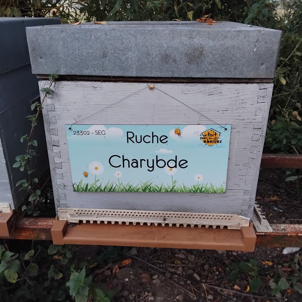 La ruche Charybde