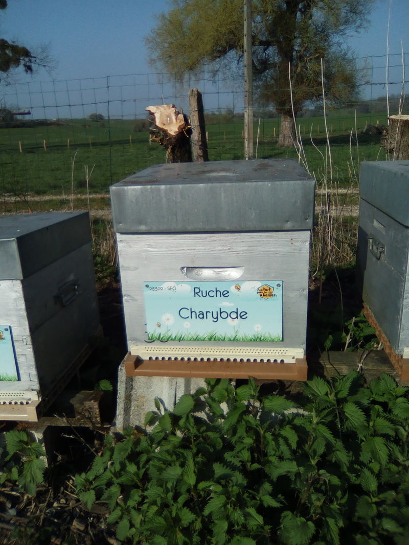 La ruche Charybde