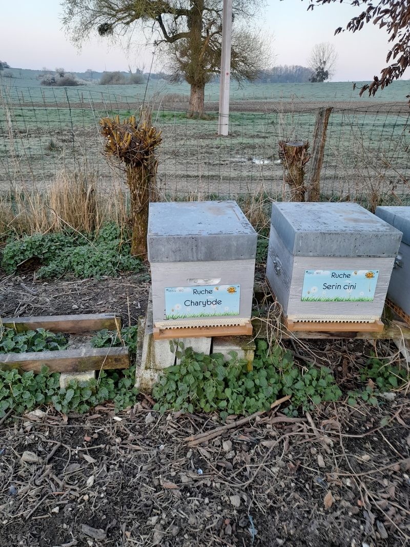 La ruche Charybde