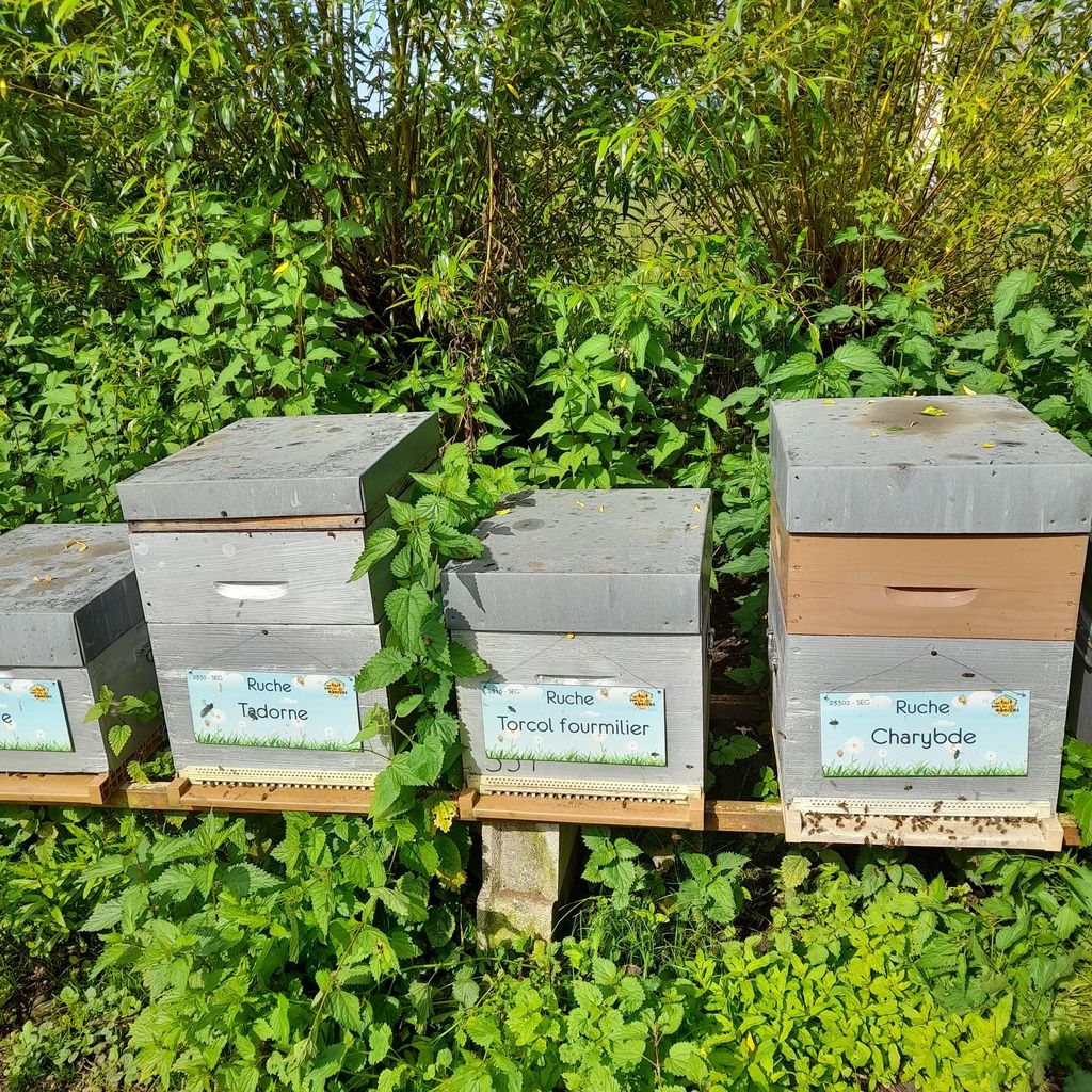 La ruche Charybde