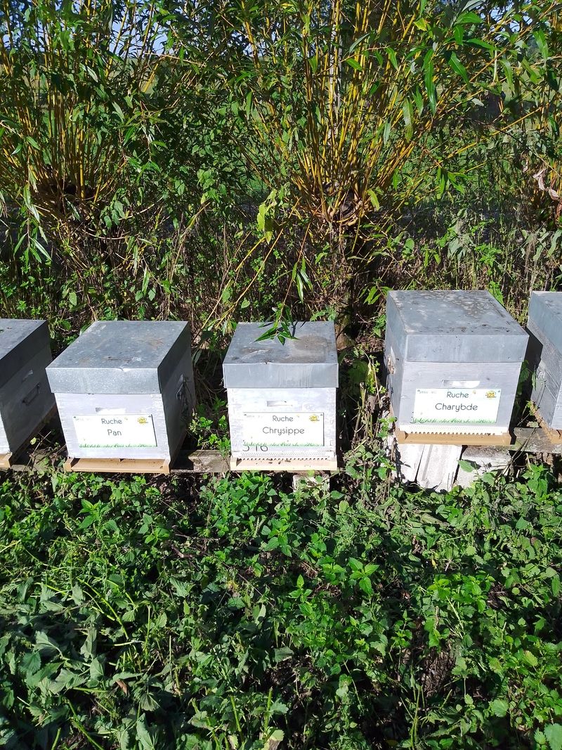 La ruche Charybde