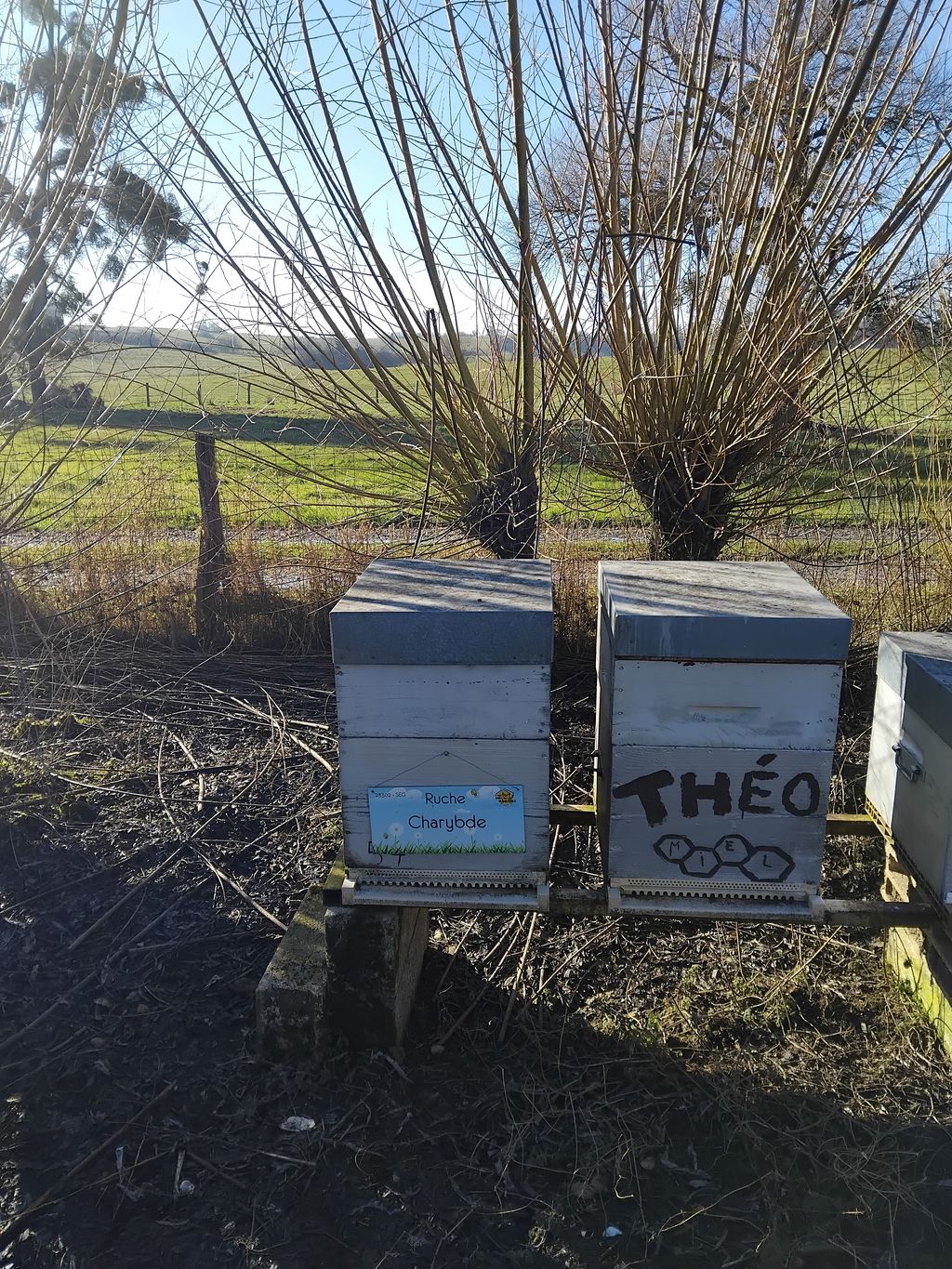La ruche Charybde