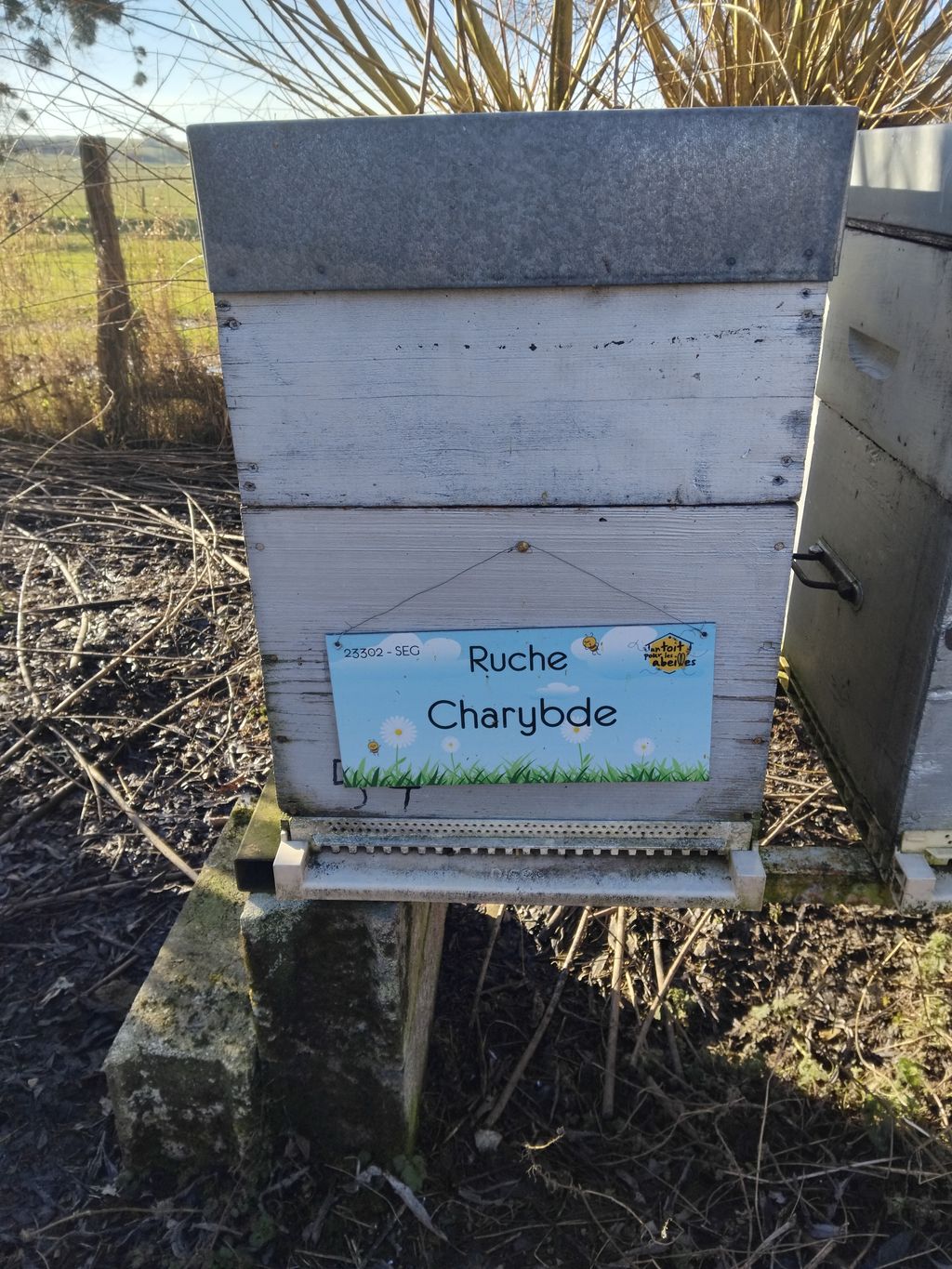 La ruche Charybde