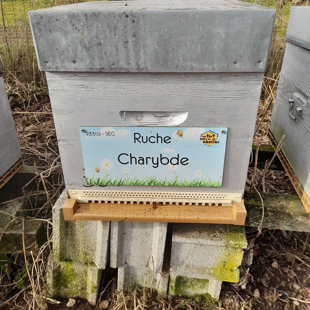 La ruche Charybde