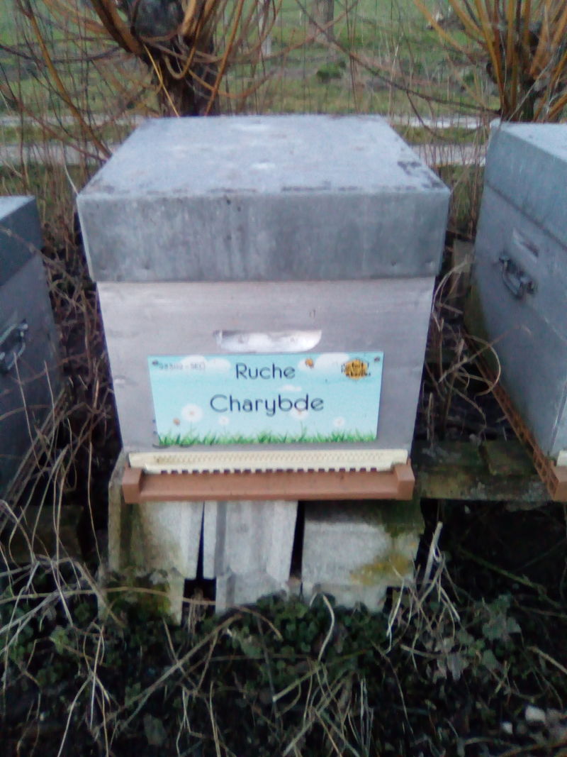 La ruche Charybde