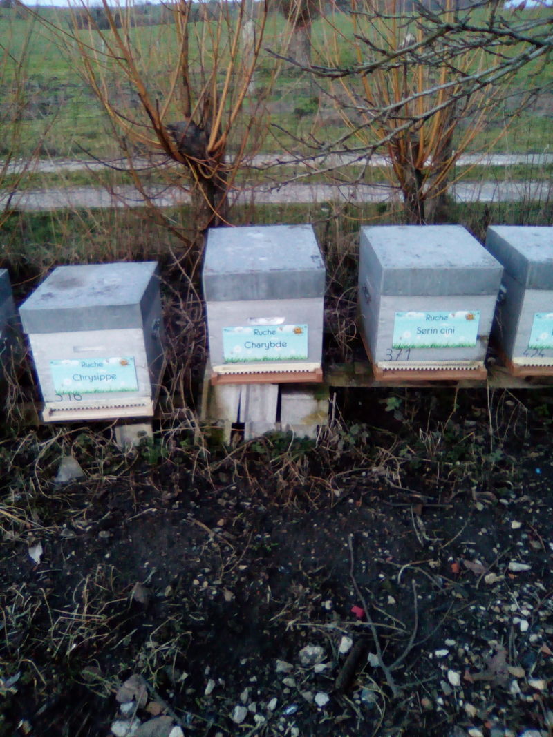 La ruche Charybde