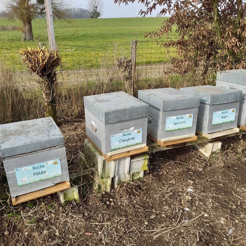 La ruche Charybde