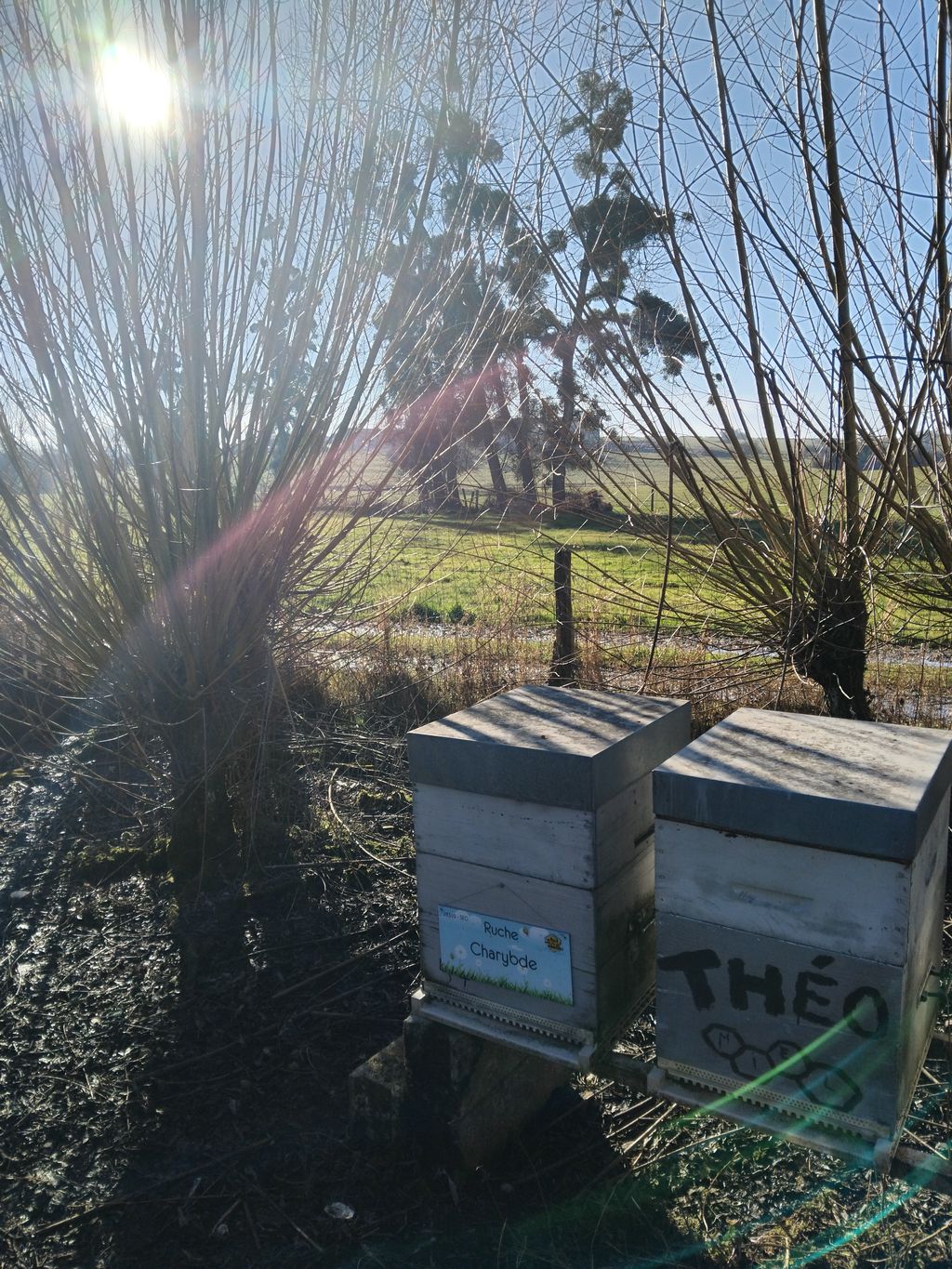 La ruche Charybde