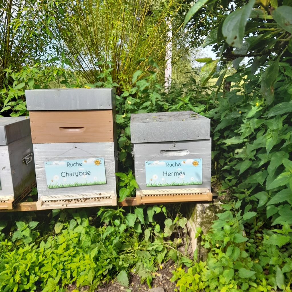La ruche Charybde