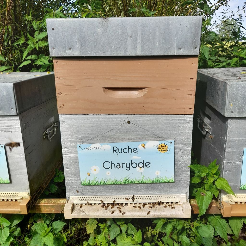 La ruche Charybde