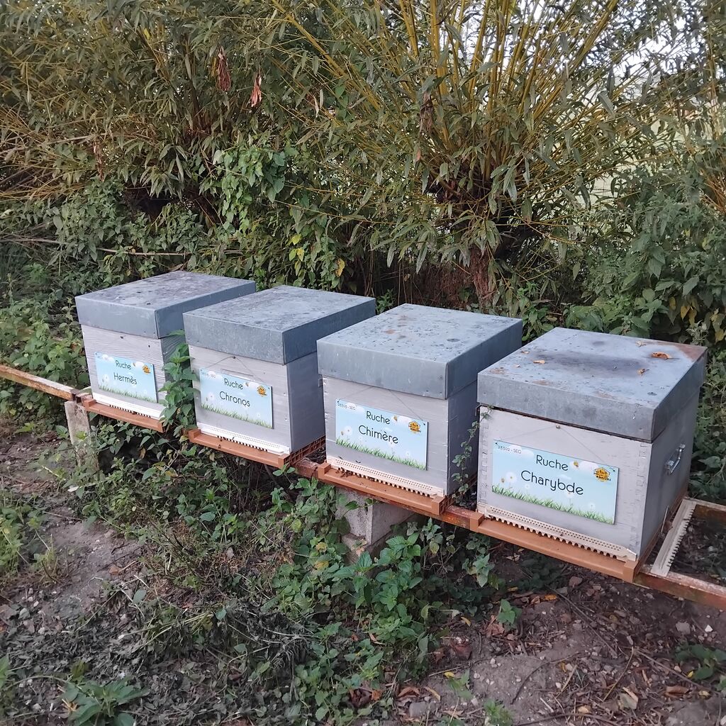 La ruche Charybde