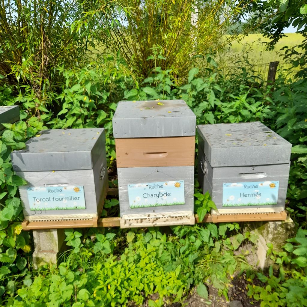 La ruche Charybde