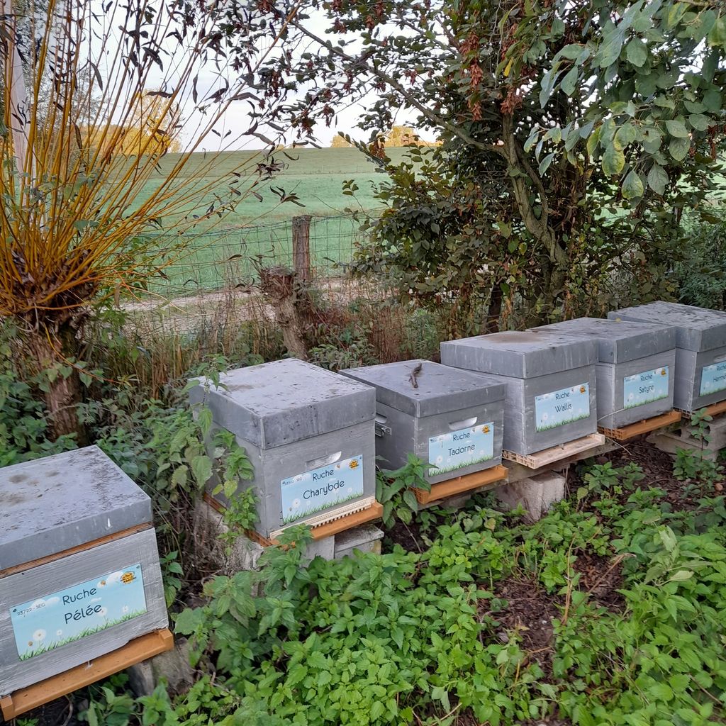 La ruche Charybde