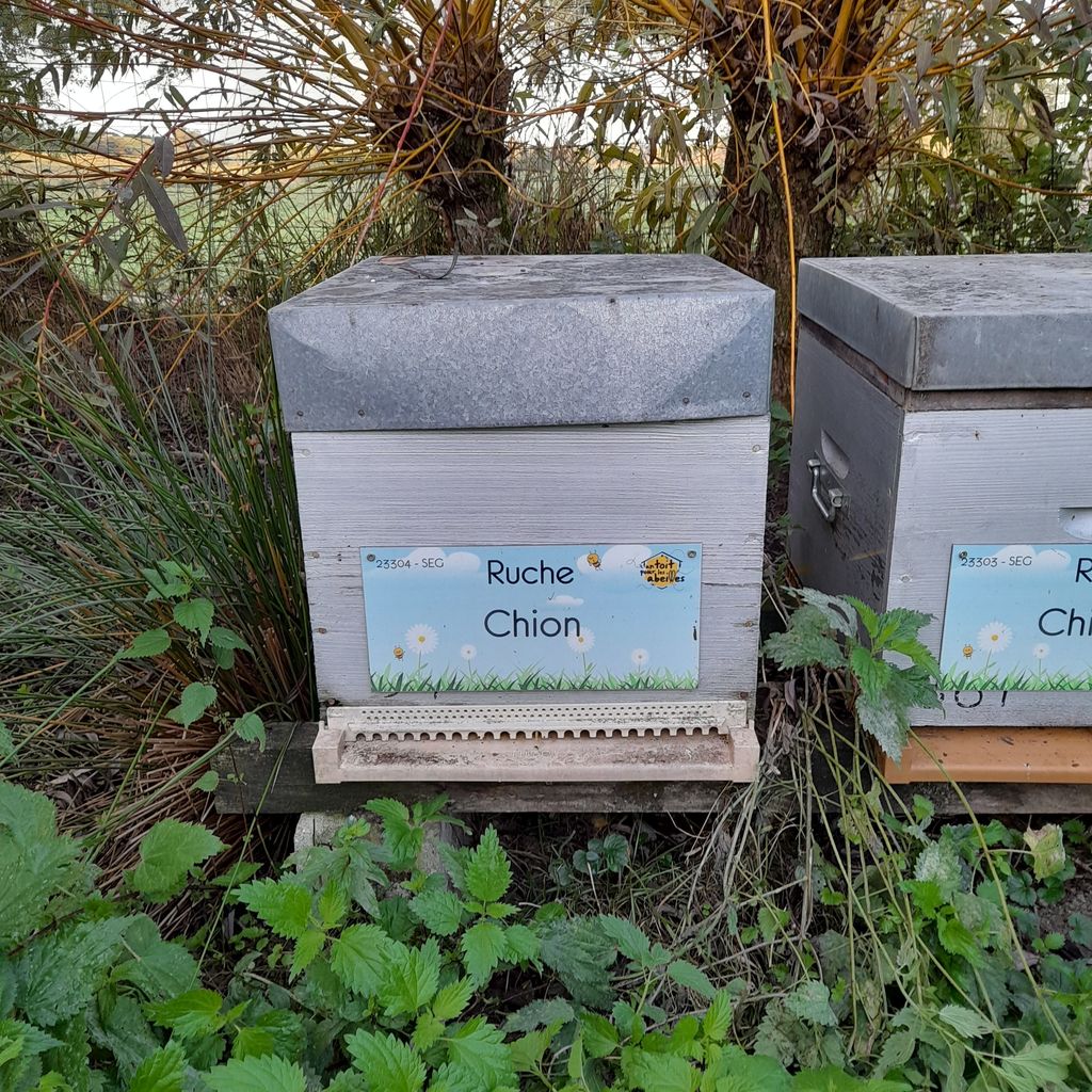 La ruche Chion