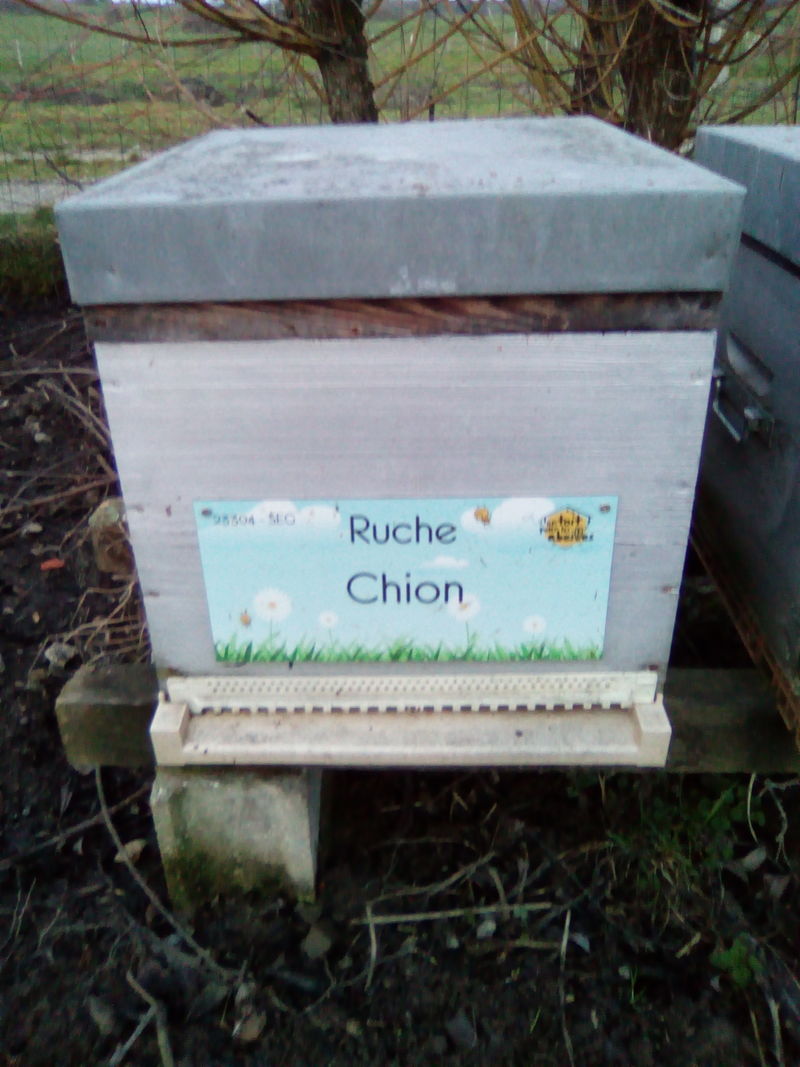 La ruche Chion