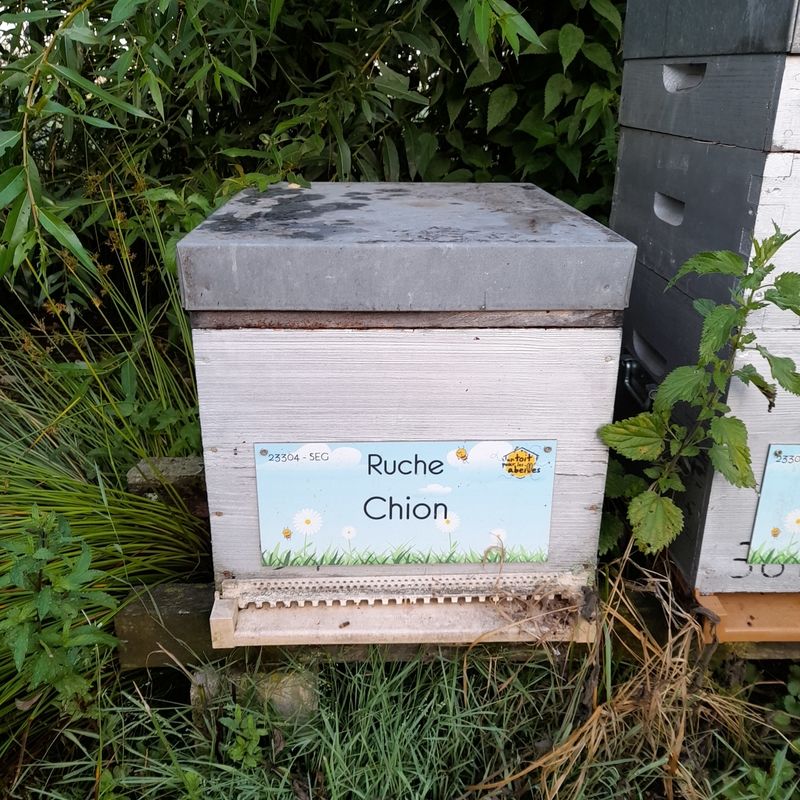 La ruche Chion