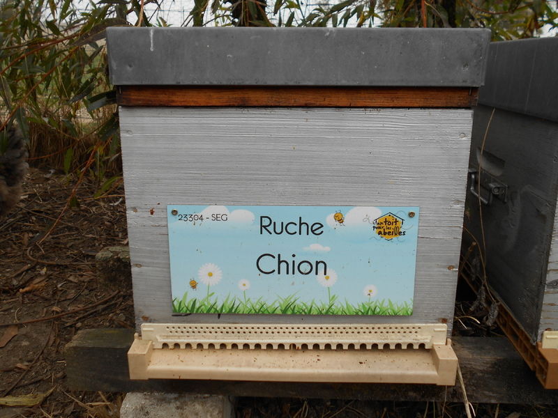 La ruche Chion
