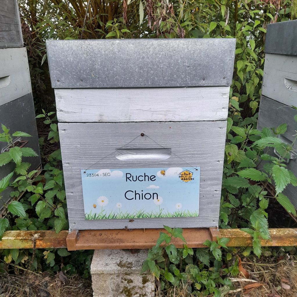 La ruche Chion