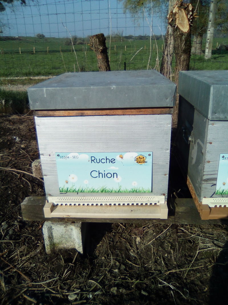 La ruche Chion
