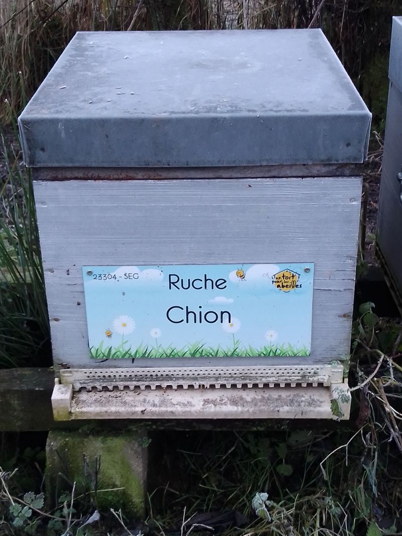 La ruche Chion