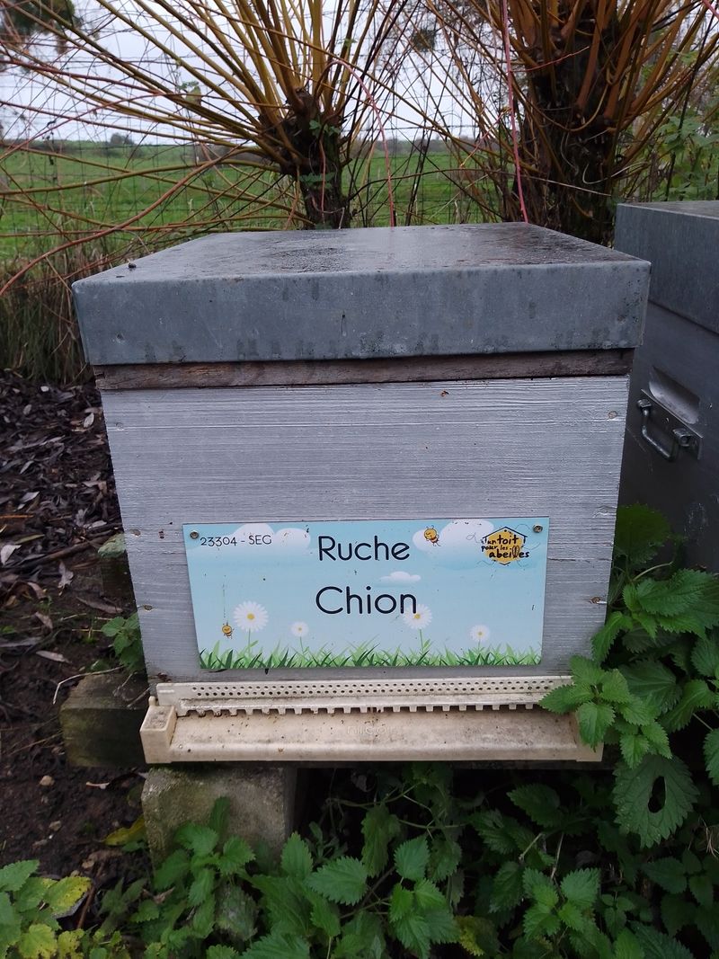 La ruche Chion