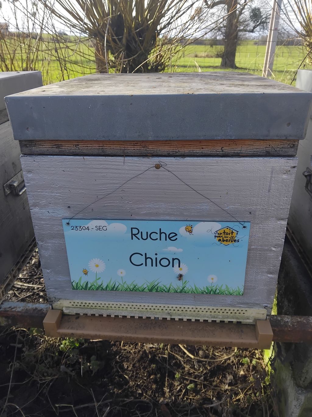 La ruche Chion