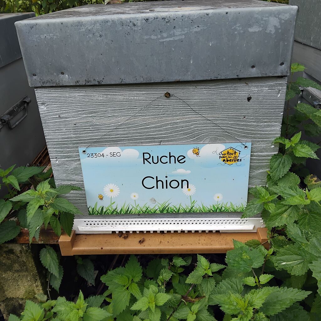 La ruche Chion