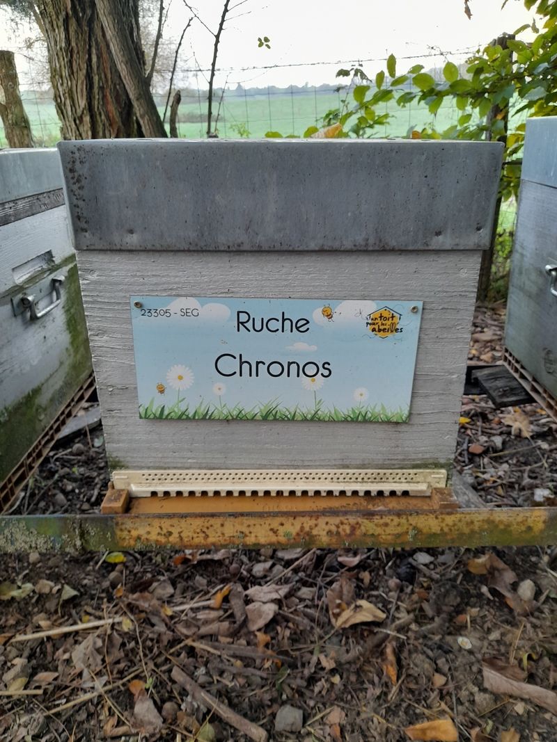 La ruche Chronos