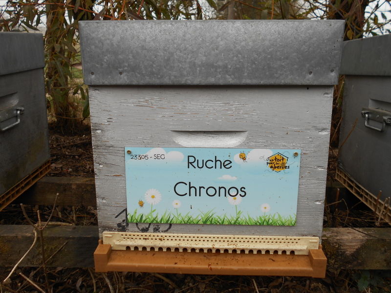 La ruche Chronos