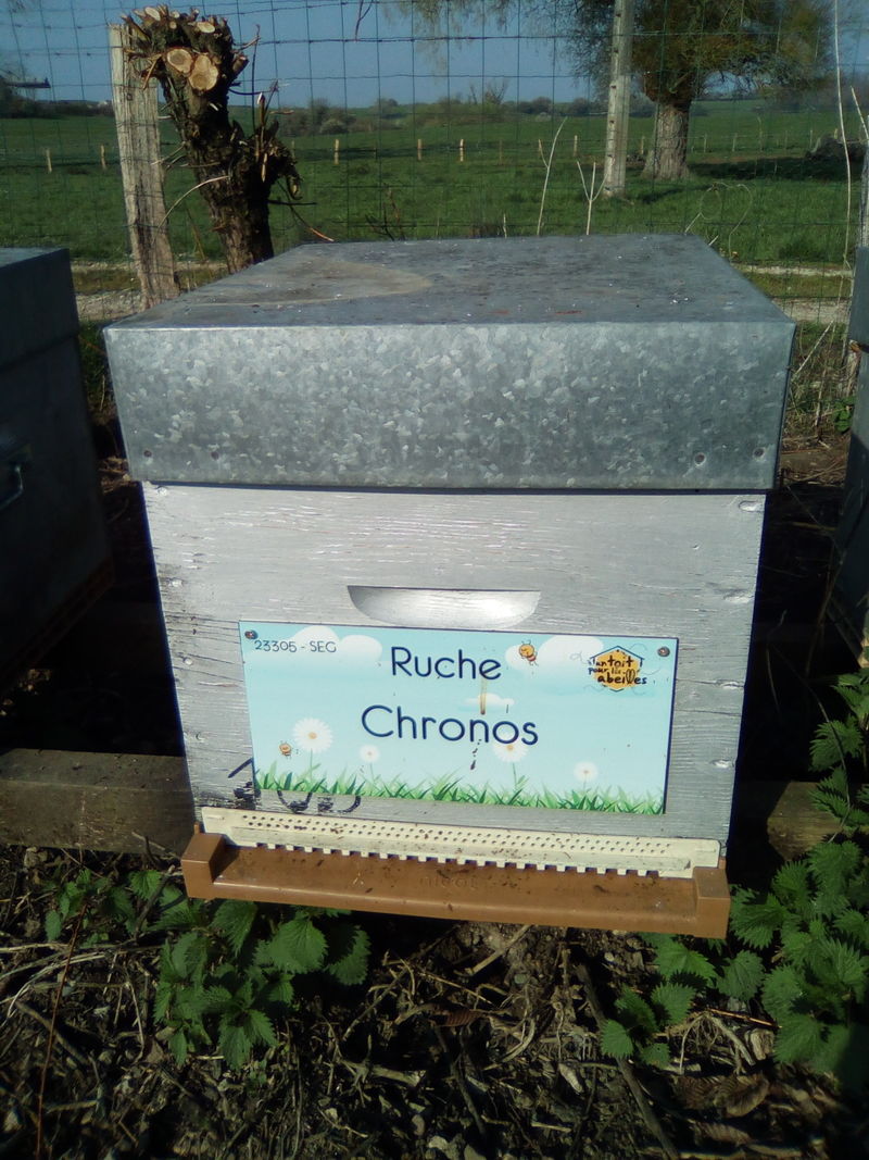 La ruche Chronos