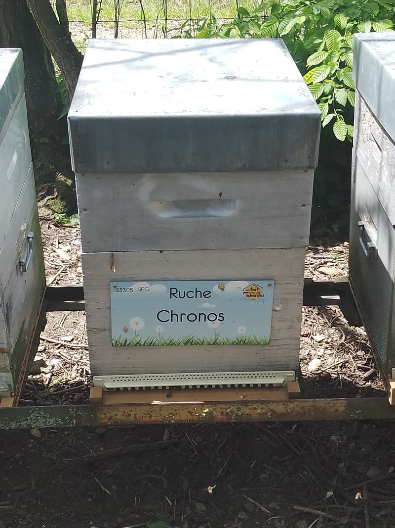 La ruche Chronos