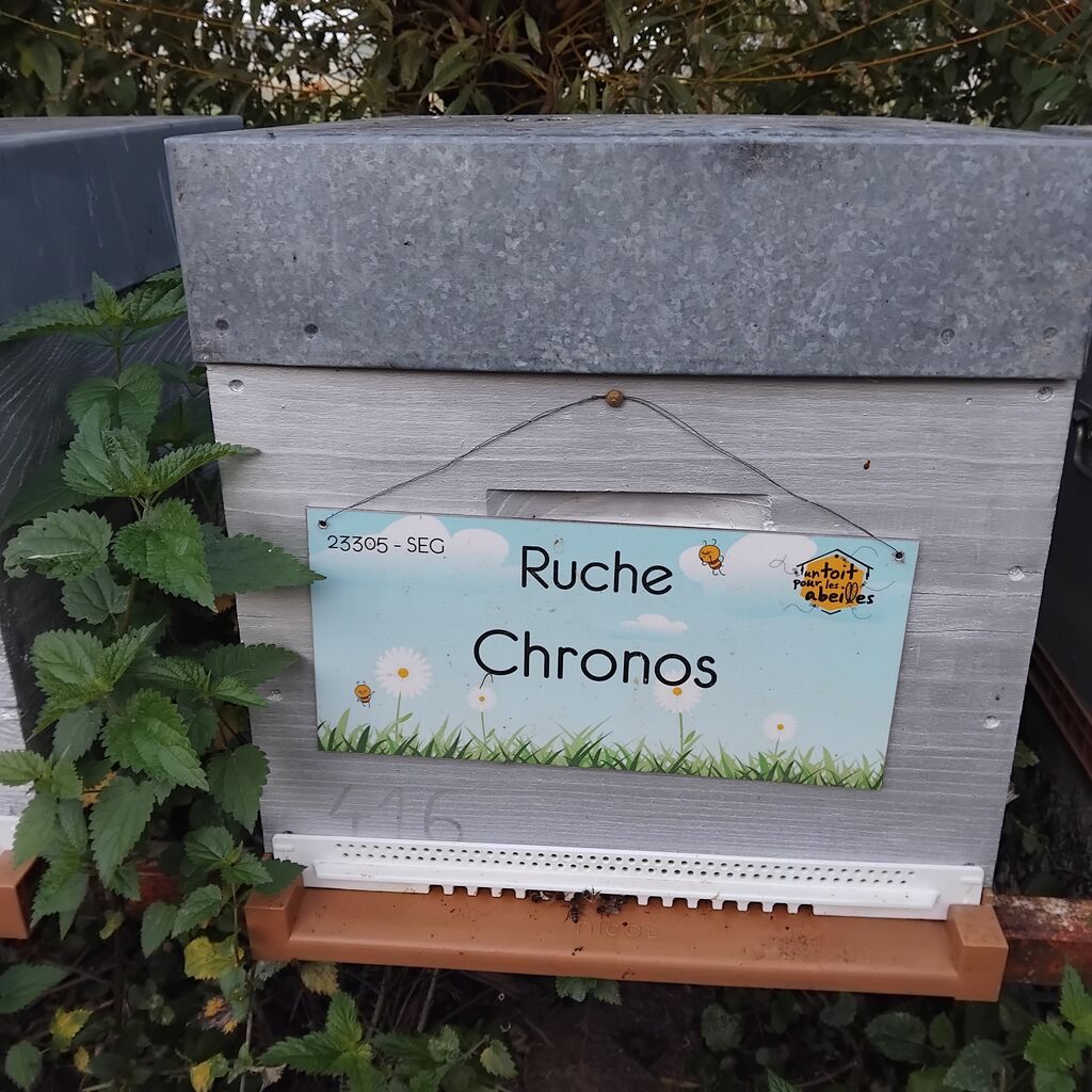 La ruche Chronos