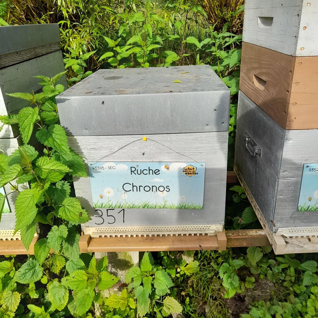 La ruche Chronos