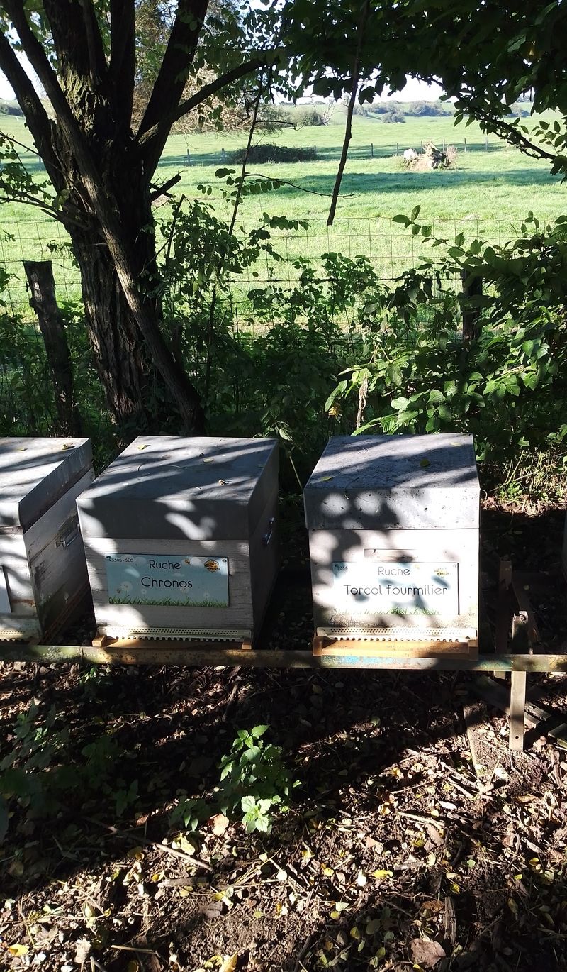 La ruche Chronos