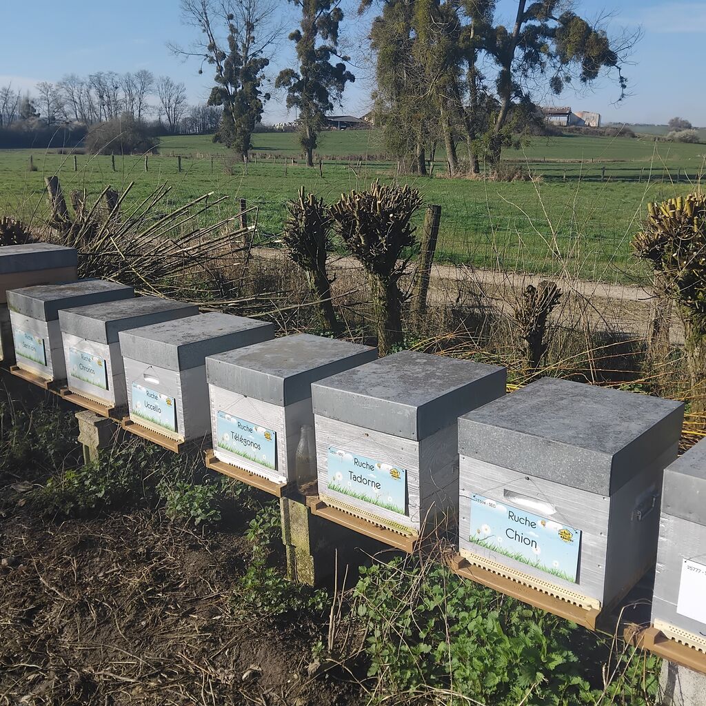 La ruche Chronos