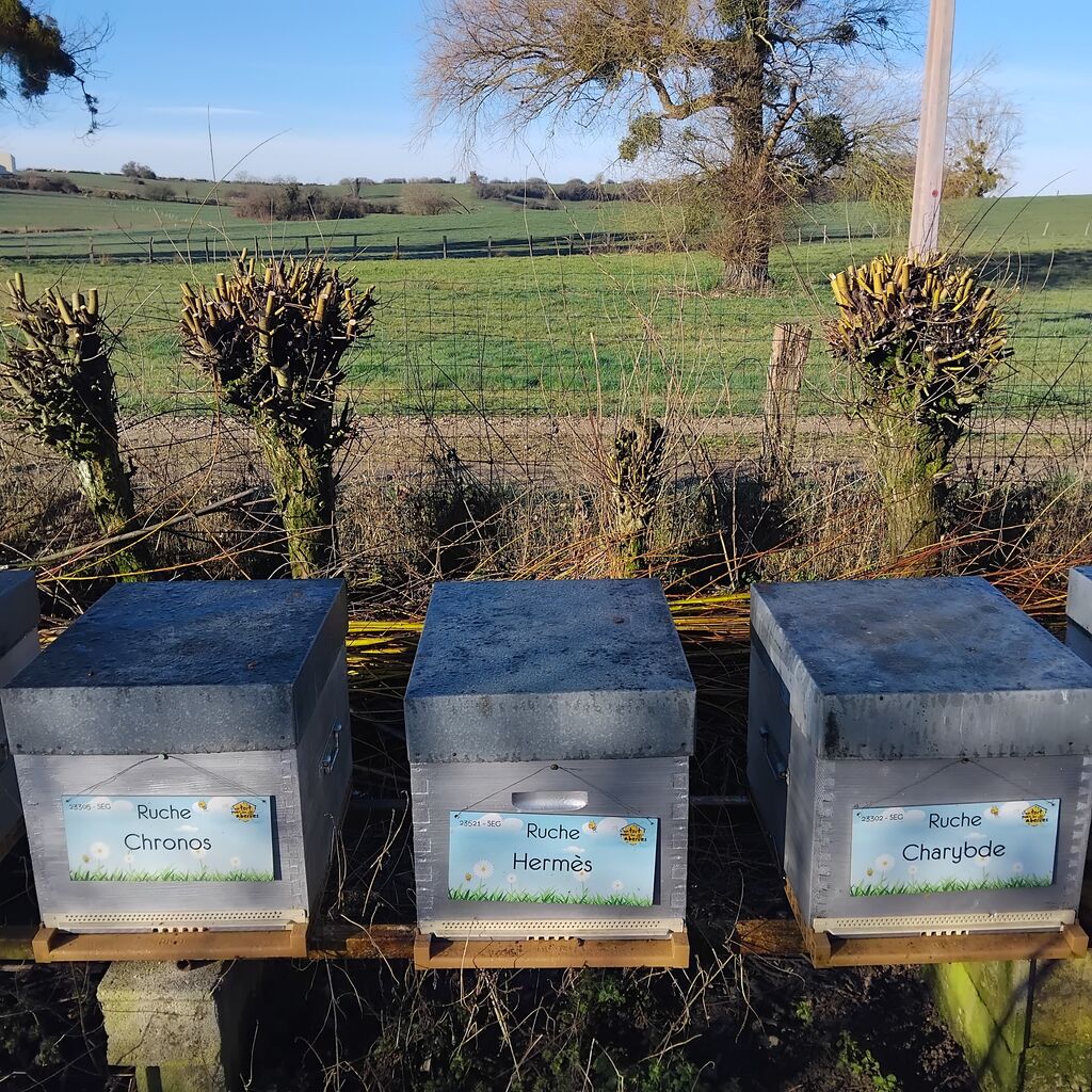 La ruche Chronos