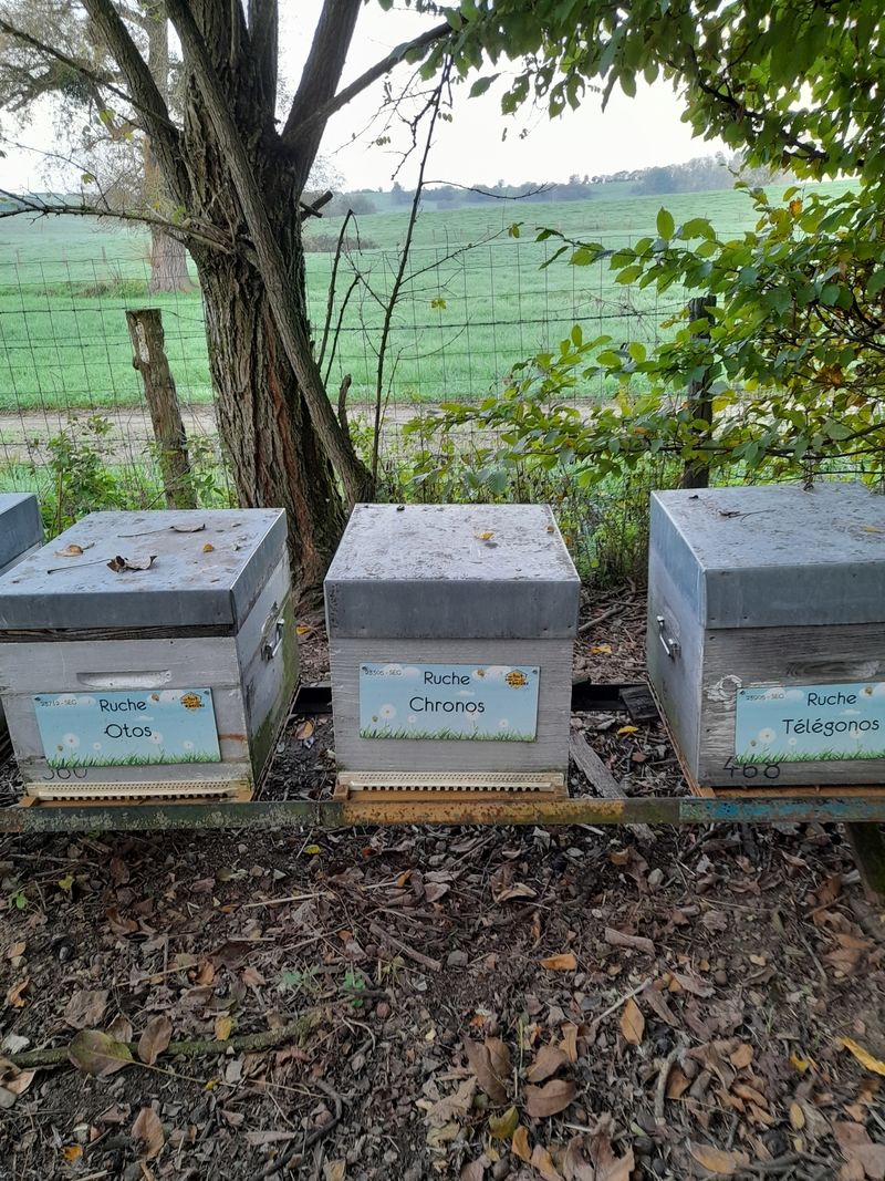 La ruche Chronos