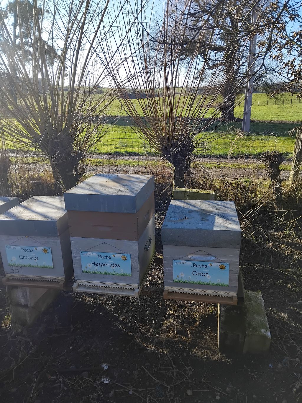 La ruche Chronos