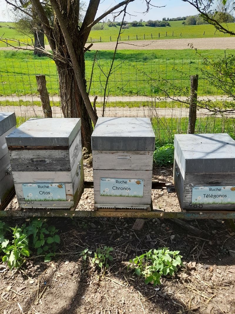 La ruche Chronos
