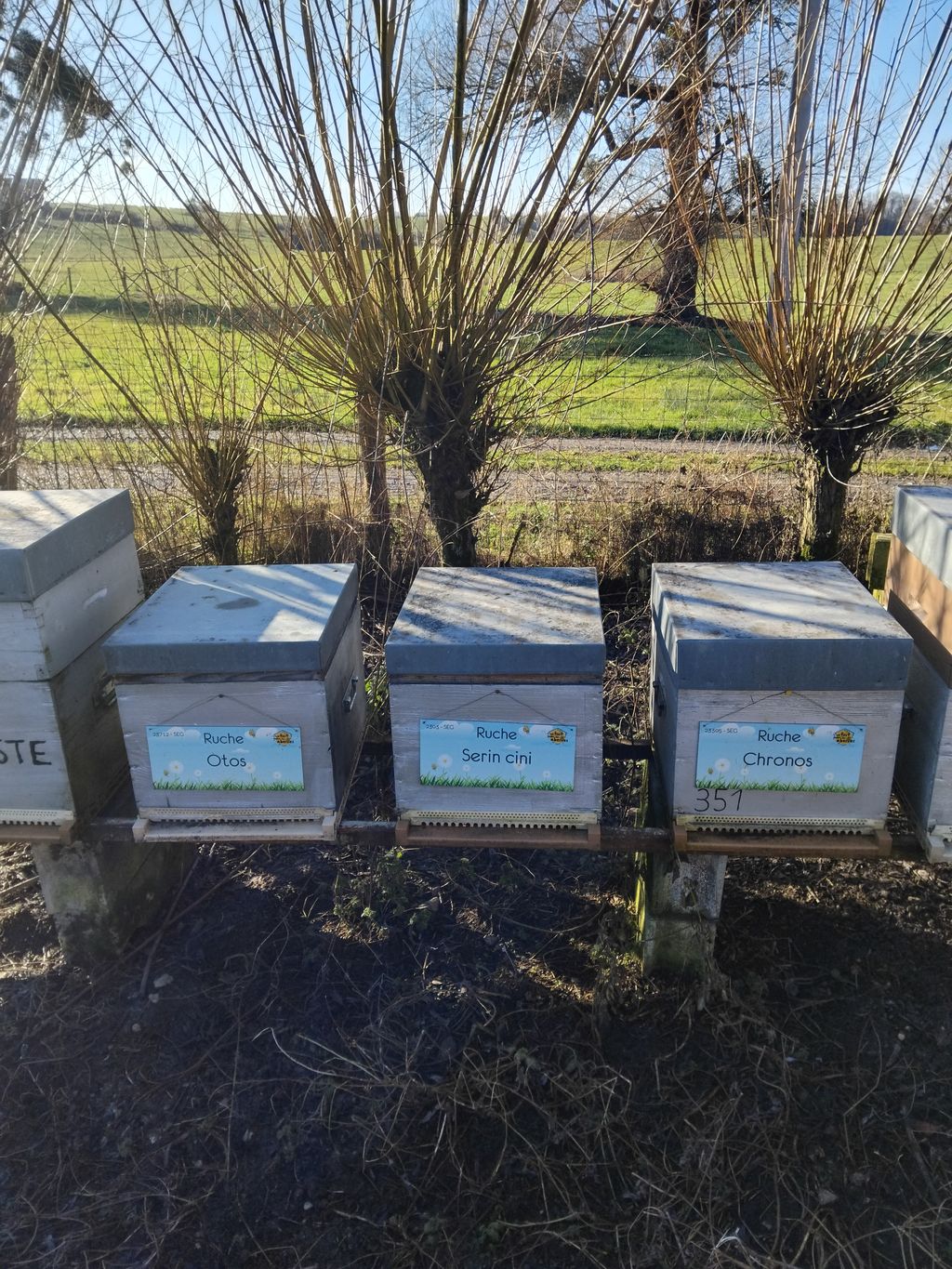 La ruche Chronos