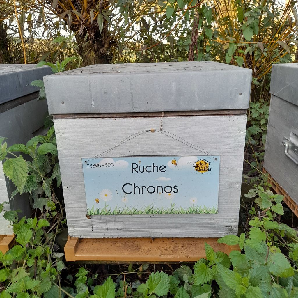 La ruche Chronos