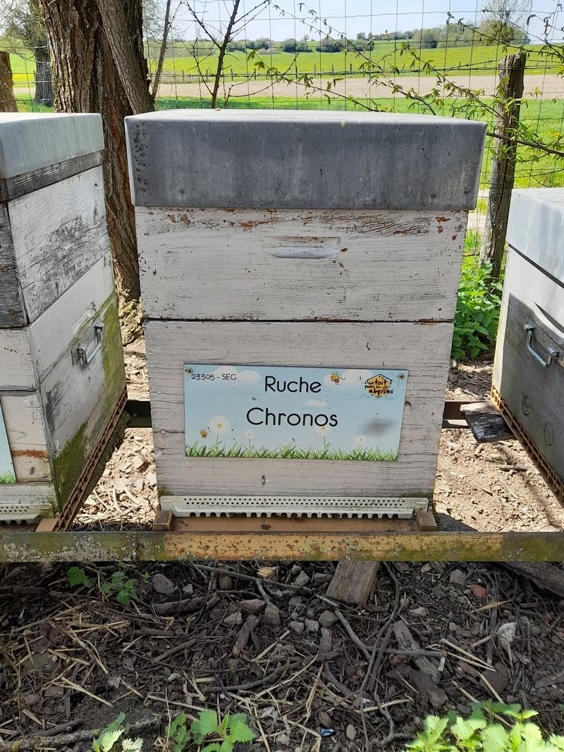 La ruche Chronos